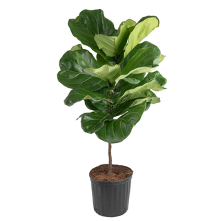 Costa Farms Fiddle Leaf Fig Ficus 