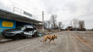 A dog crossing an abandoned street in Ukraine