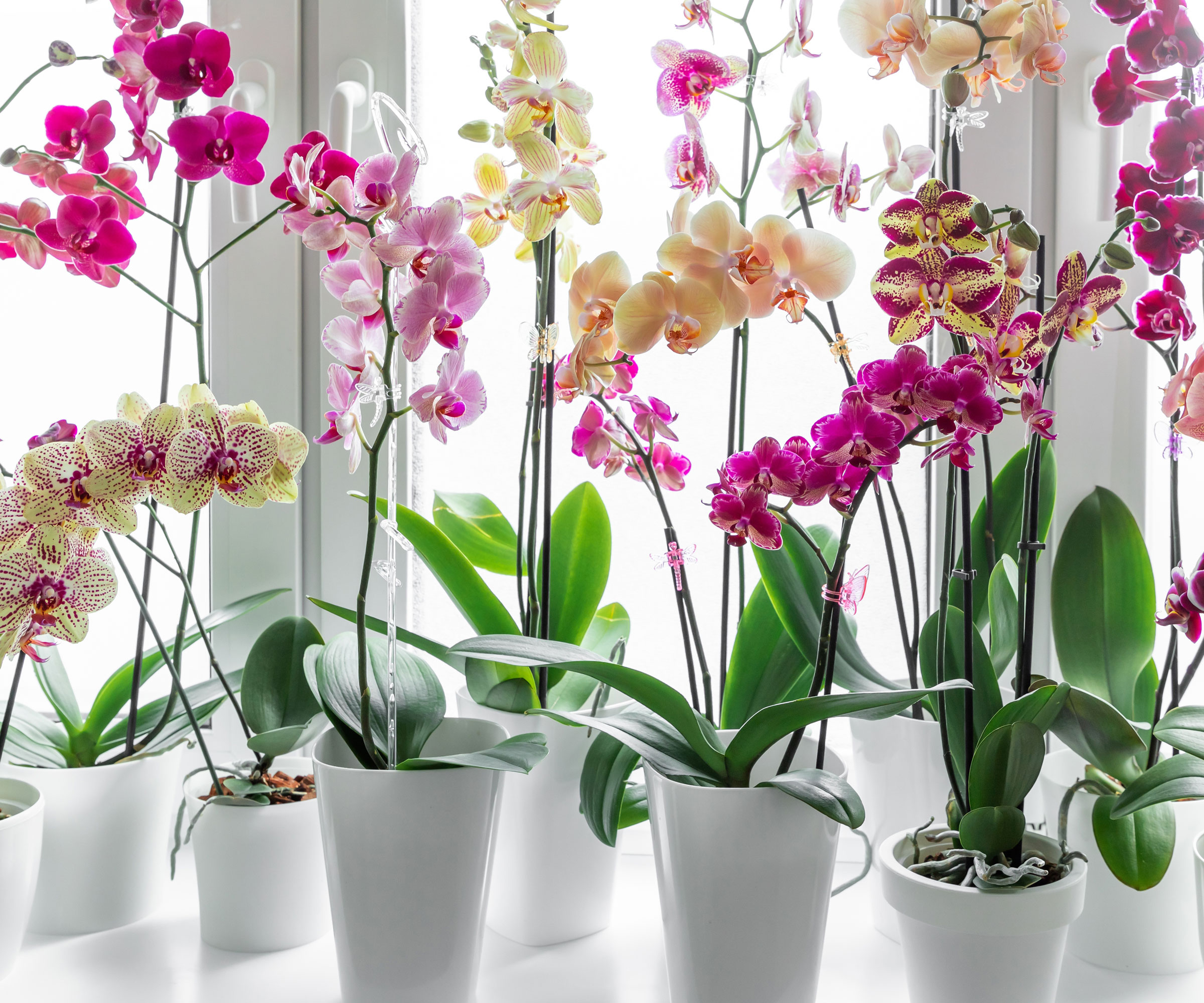 phalaenopsis orchids with flowers in windowsill display