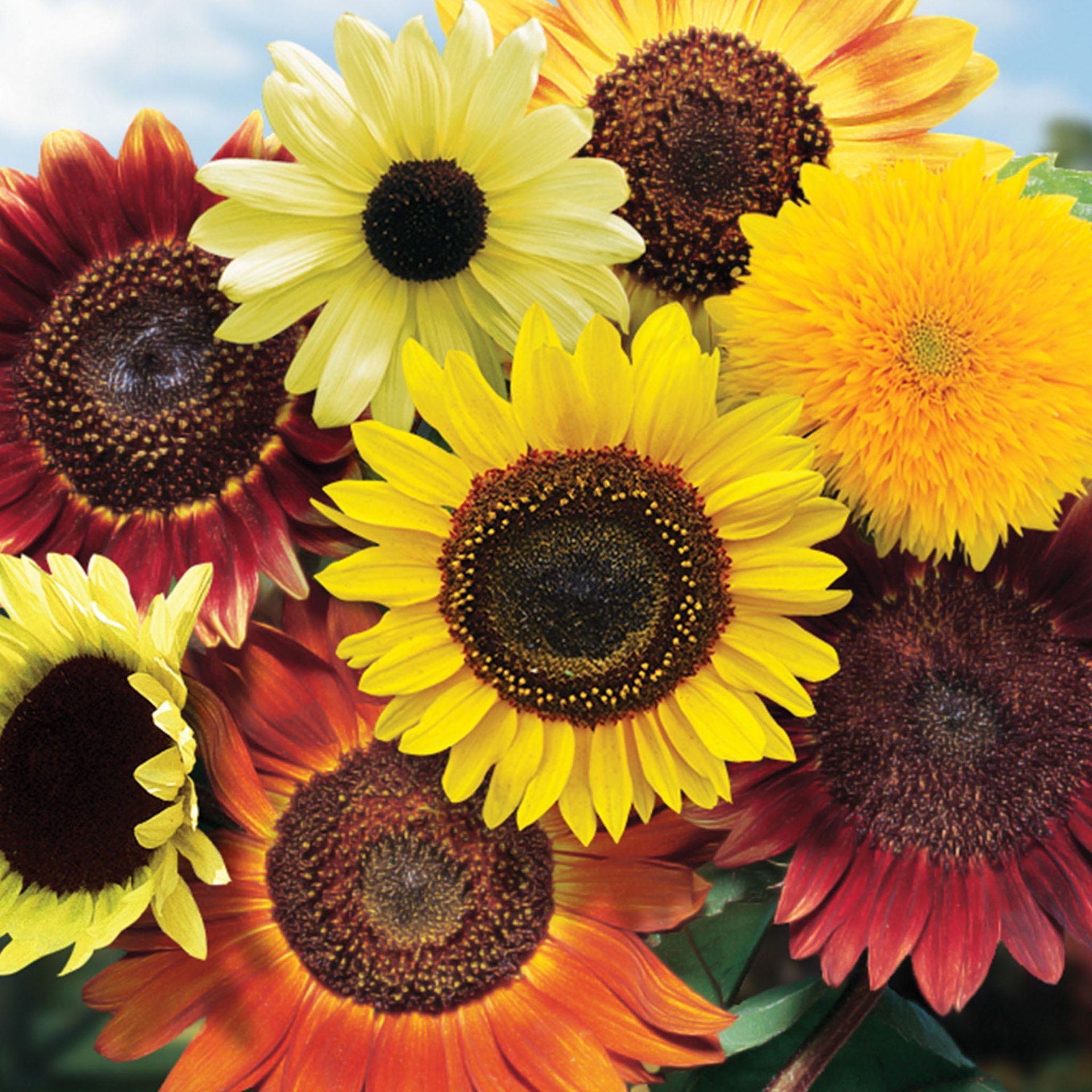 Fun N Sun Blend Sunflower Seeds