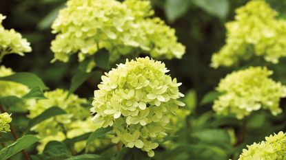 Hydrangea paniculata &#039;Little Lime&#039; blooms in the garden