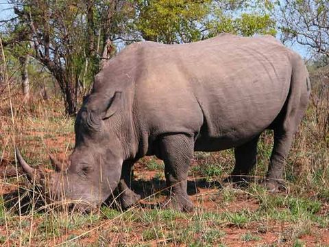 Frozen Semen Works in Rhinoceros Artificial Insemination | Live Science