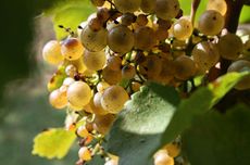 Petit Manseng grapes in Virginia