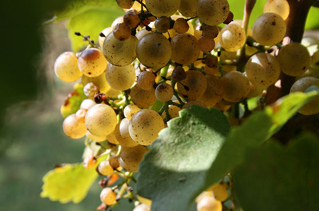 Petit Manseng grapes in Virginia