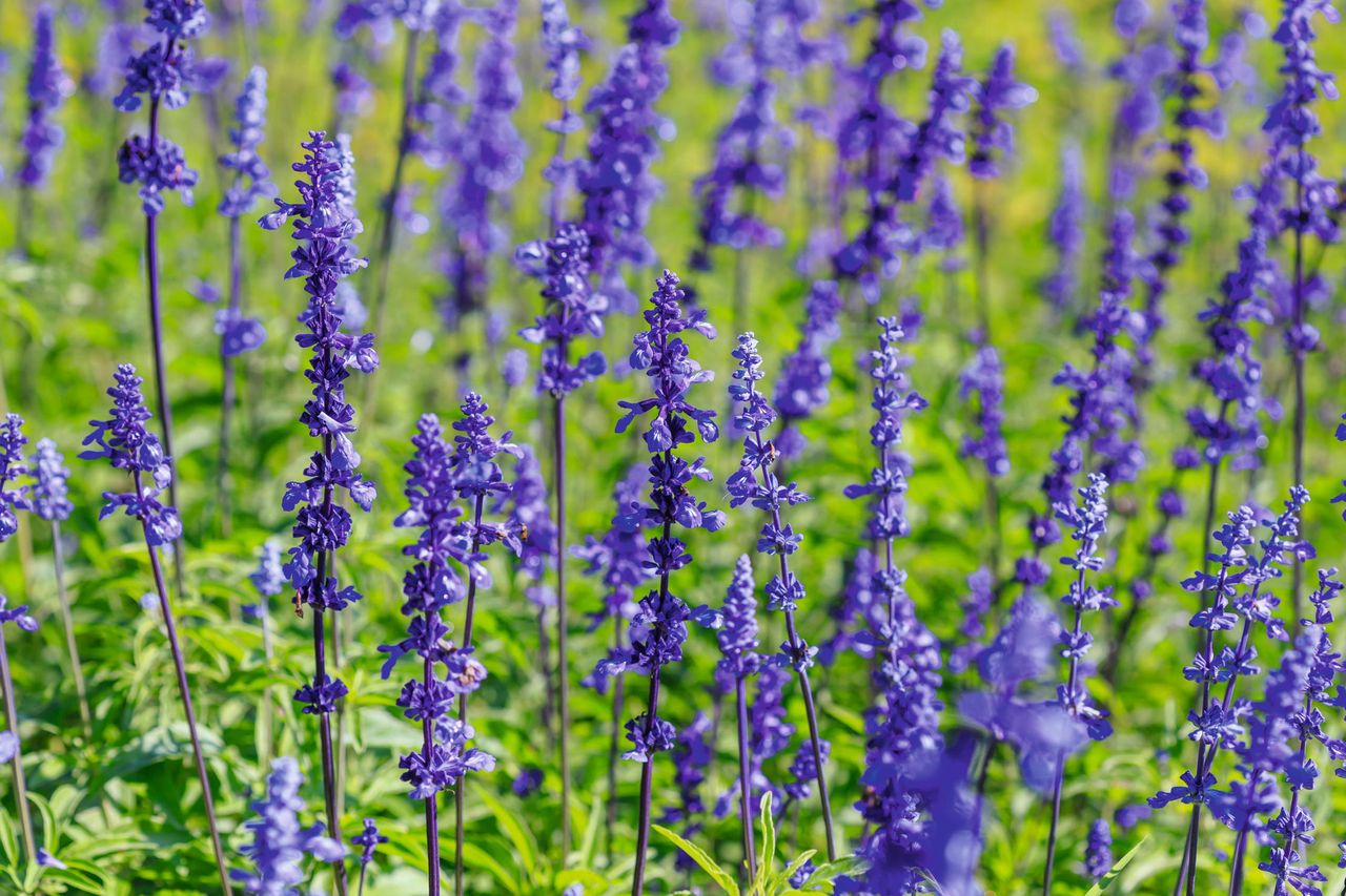 Loving the lavender: Lavandula x intermedia &#039;Phenomenal&#039; is a phenomenon.