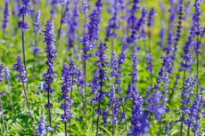 Loving the lavender: Lavandula x intermedia 'Phenomenal' is a phenomenon.