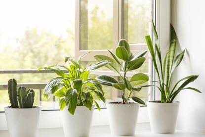 Four houseplants on a windowsill in white pots