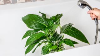 Showing a plant in bathtub