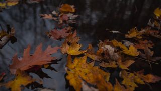 A photo of fall leaves on a river taken with the Pentax 15-30mm f/2.8 lens
