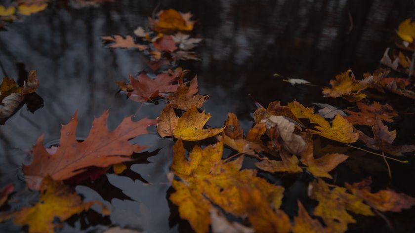 A photo of fall leaves on a river taken with the Pentax 15-30mm f/2.8 lens