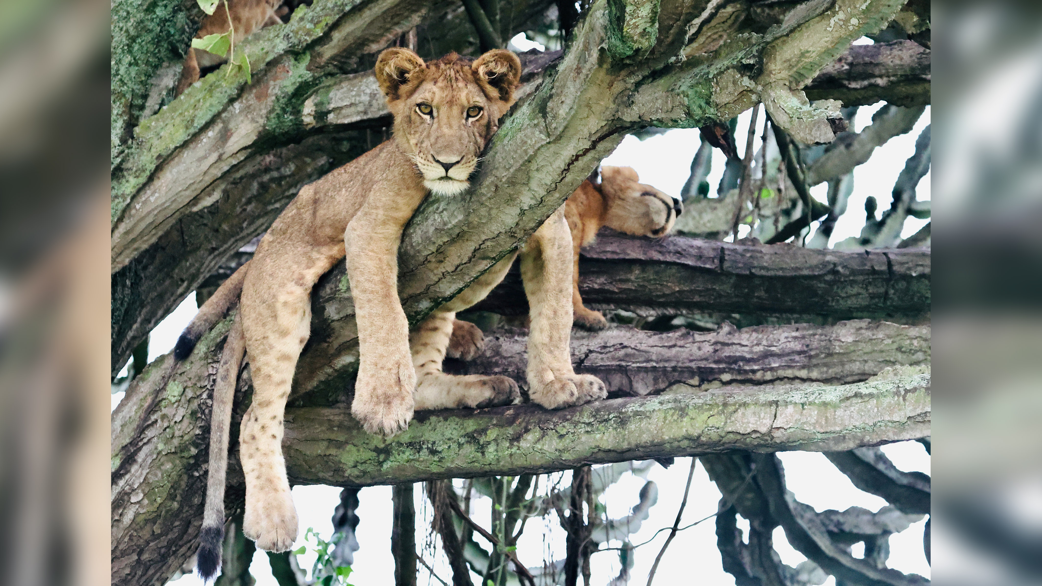 Six-month-old cubs in the northern sector of Queen Elizabeth National Park, Uganda.