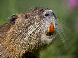 Nutria are semi-aquatic rodents brought to North America from South America to be raised for their fur. 