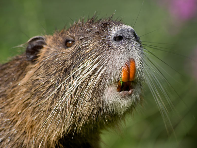 Nutria are semi-aquatic rodents brought to North America from South America to be raised for their fur.