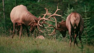 Bull elk sparring in field by woodland