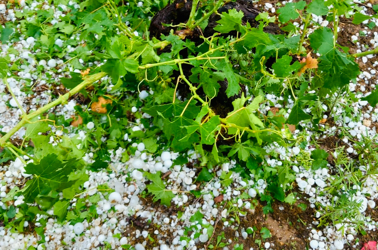 DemenciaWine_vineyard_hailstorm.jpg