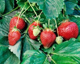 Chandler strawberries growing in garden