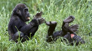 Western lowland gorillas produce a quiet, panting chuckle during play.