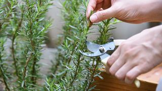 cutting rosemary with secateurs