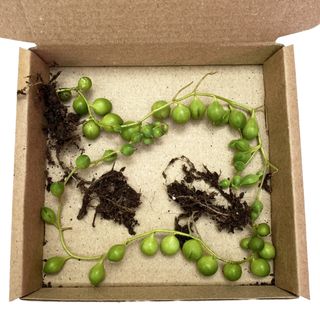 rooted cuttings string of pearls