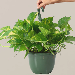 a golden pothos in a green plastic hanging basket