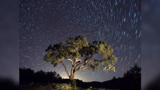 Tree, a night of clear sky with stars in movement.