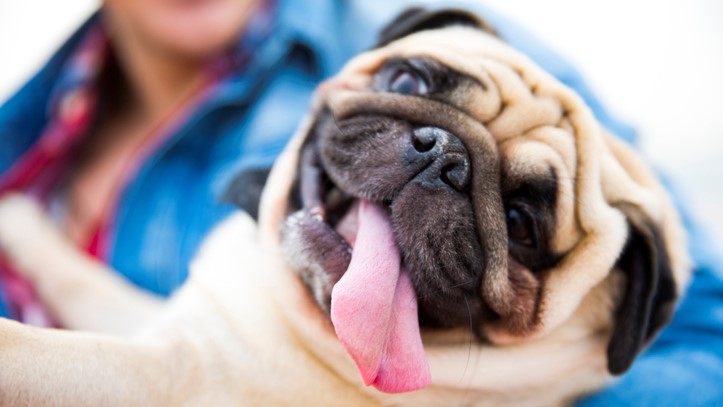 One of the most affectionate dog breeds, a Pug being cradled in his owners arms