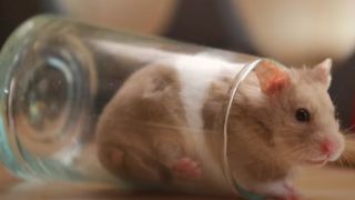 A Hamster inside of a glass. The hamster is brown and white.