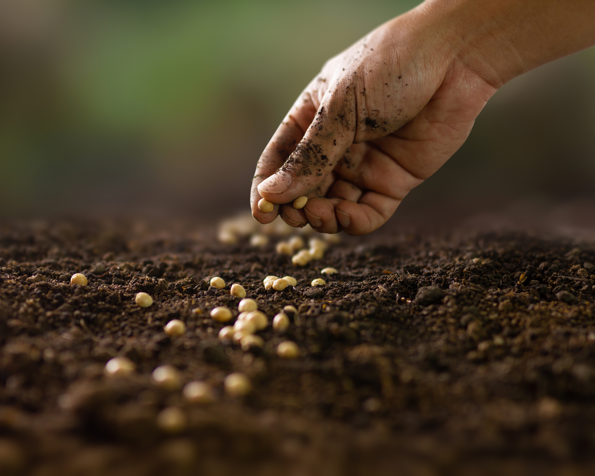 hand sowing seeds in soil