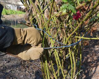 A gardene in protective gloves tying up hardy shrub roses with twine for winterizing by wrapping in burlap
