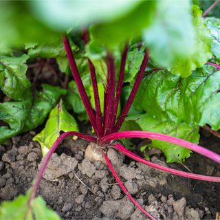 Beetroot growing in vegetable garden