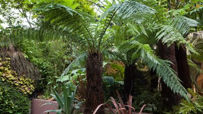 Learn how to grow ferns such as the tree fern dicksonia