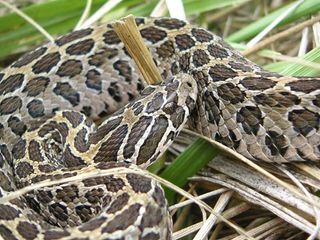 Rattlesnake (Crotalus polystictus) in Mexico. Researchers found that many of mother rattlesnakes will eat dead offspring for energy.