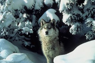 gray wolf surrounded by snow