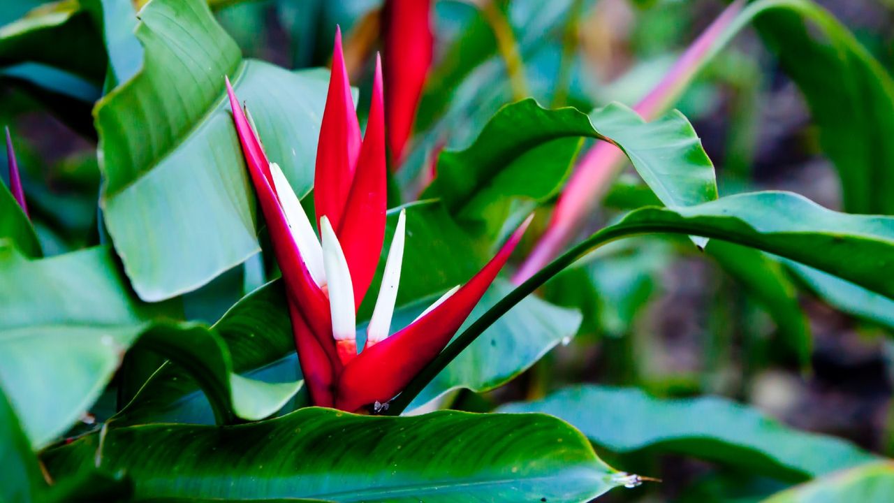 Heliconia angusta blooming