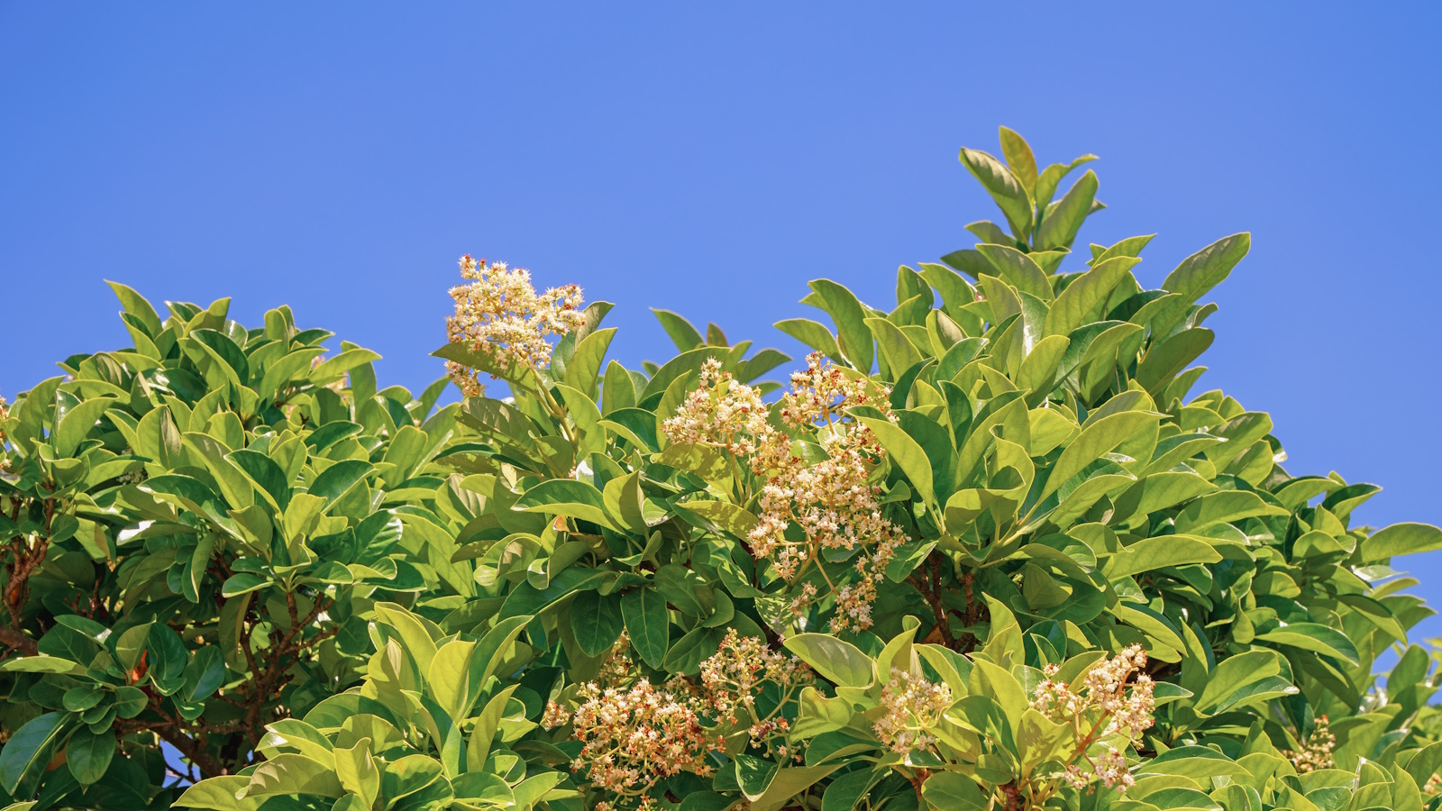 Viburnum odoratissimum, Sweet Viburnum, shrub with leaves and flowers against blue sky