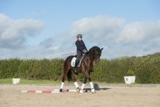 How to buy a dressage horse