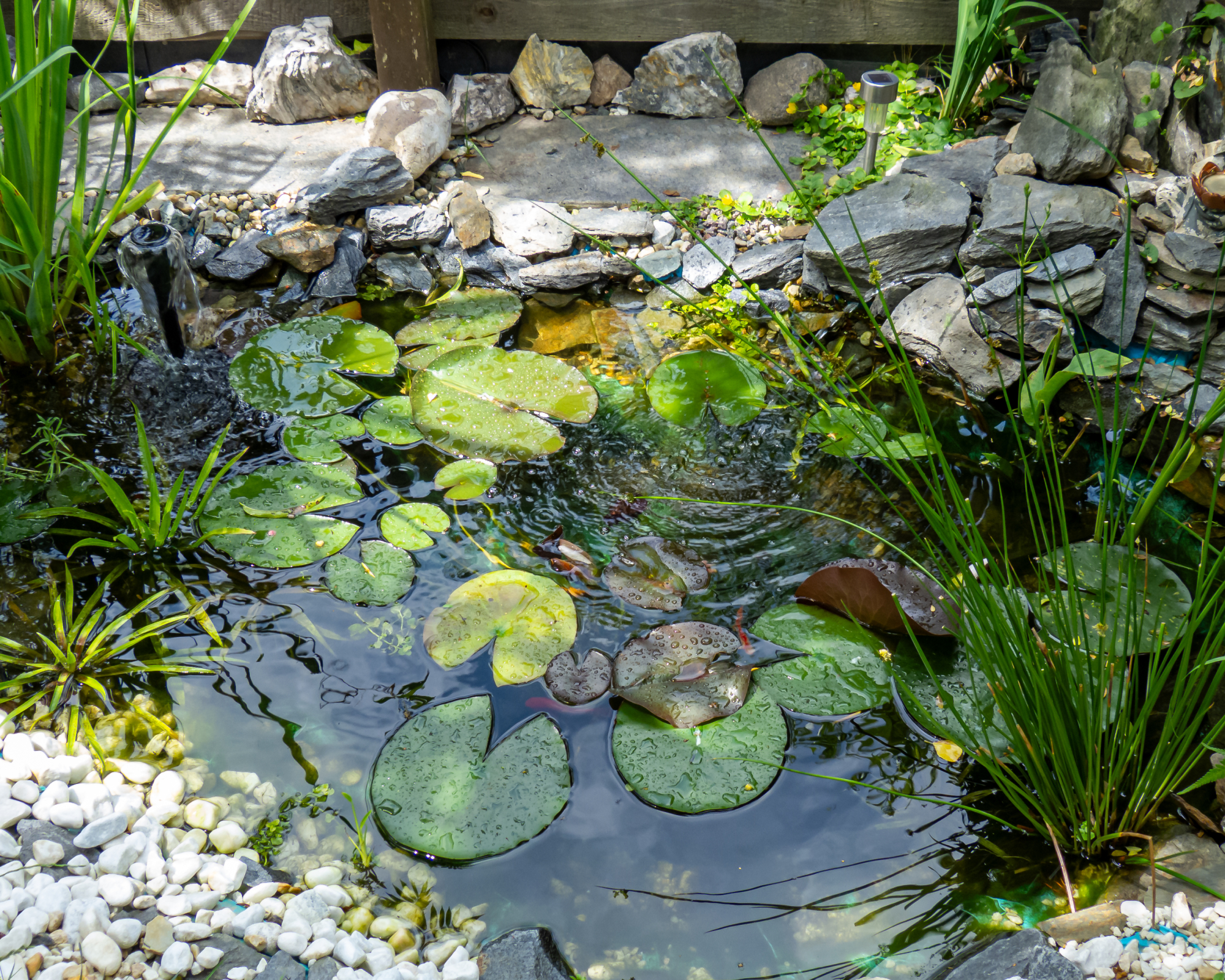 Small backyard wildlife pond