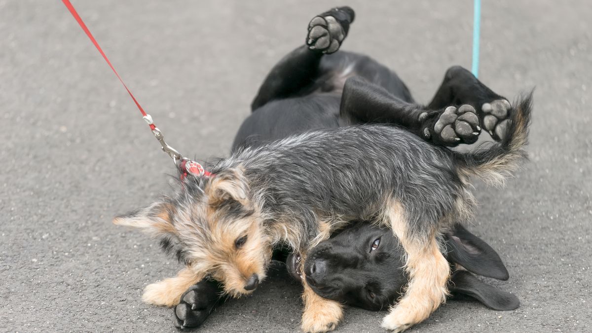 Two dogs playfighting