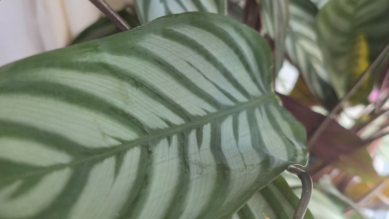 Samsung Galaxy Z Fold 8 Ultra review camera sample