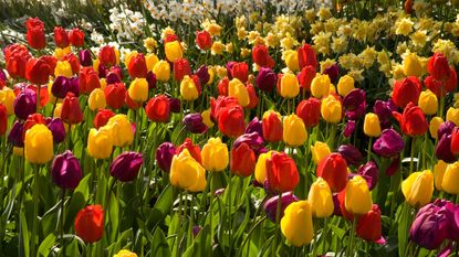March gardening jobs include keeping your spring bulbs flowering well