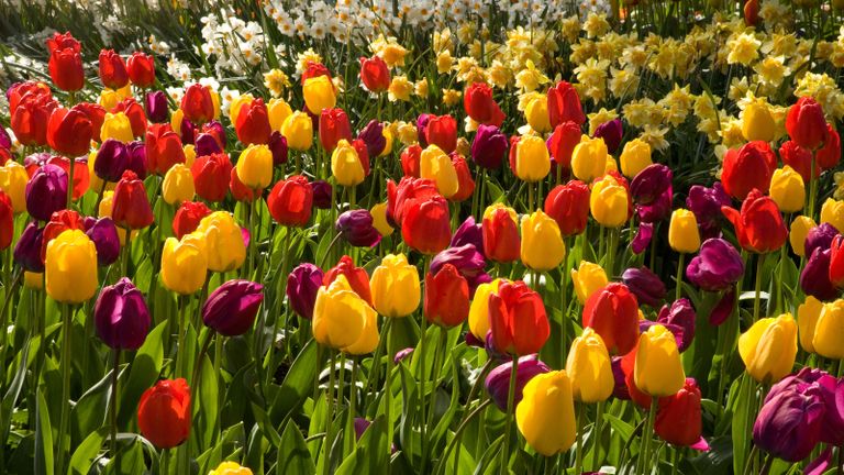 March gardening jobs include keeping your spring bulbs flowering well