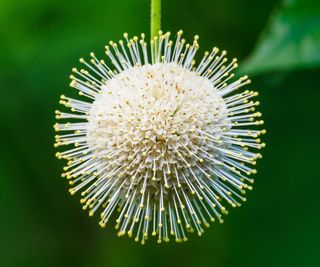 buttonbush sugar shack showing white spherical flowerheads