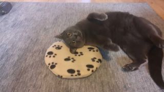 Georgia's cat annie lying her head on the snugglesafe microwave heating pad