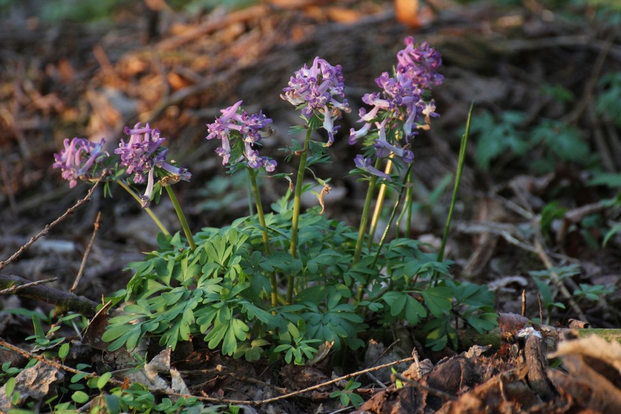 Purple Corydalis Plants