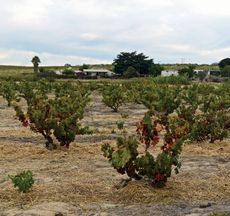 South African Chenin Blanc vineyard
