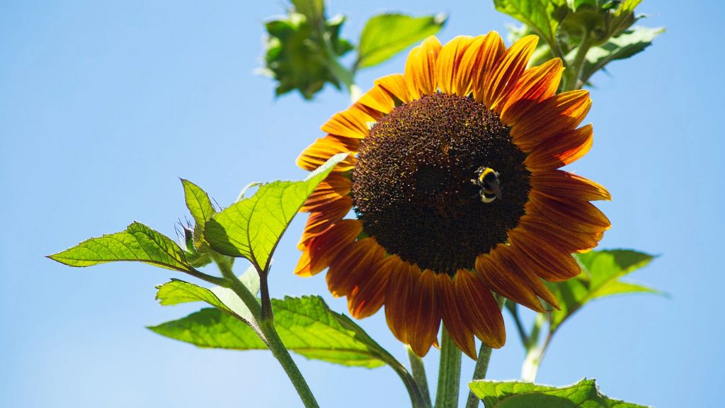 A bee on a chocolate sunflower