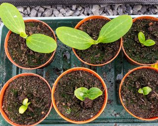 Hardening off seedlings