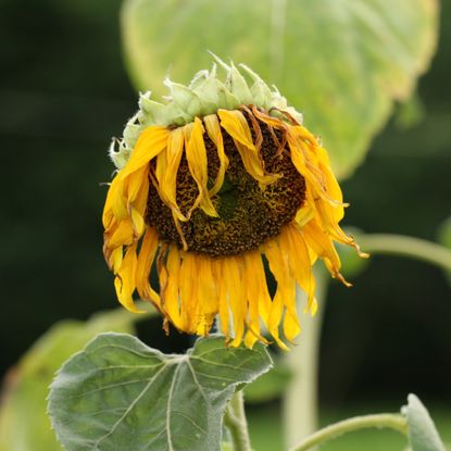 drooping sunflower