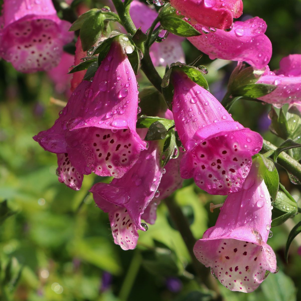 Watering Foxglove Plants The Right Way For Better Blooms