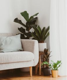 Houseplants you should keep away from each other